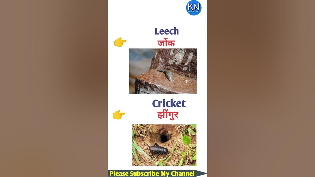 Leech Meaning In Hindi shorts shortvideo youtubeshorts shortsfeed leech-meaning-in-hindi-shorts-shortvideo-youtubeshorts-shortsfeed