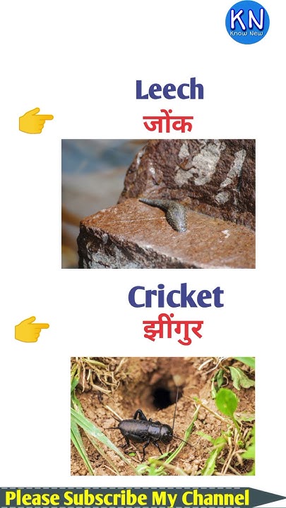 Leech Meaning In Hindi shorts shortvideo youtubeshorts shortsfeed leech-meaning-in-hindi-shorts-shortvideo-youtubeshorts-shortsfeed