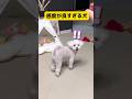 感度ビンビンの犬