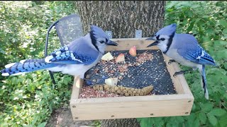Blue jays, Cardinal, Tufted Titmice, & Chipmunks 🐦🐿️💕