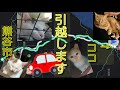 【生後2ヶ月の保護猫】ミミが引越しまうす。