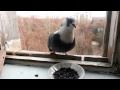 Необычный голубь ест семечки на окне