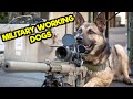 WHAT ARE THE DIFFERENT TYPES OF MILITARY WORKING DOGS?