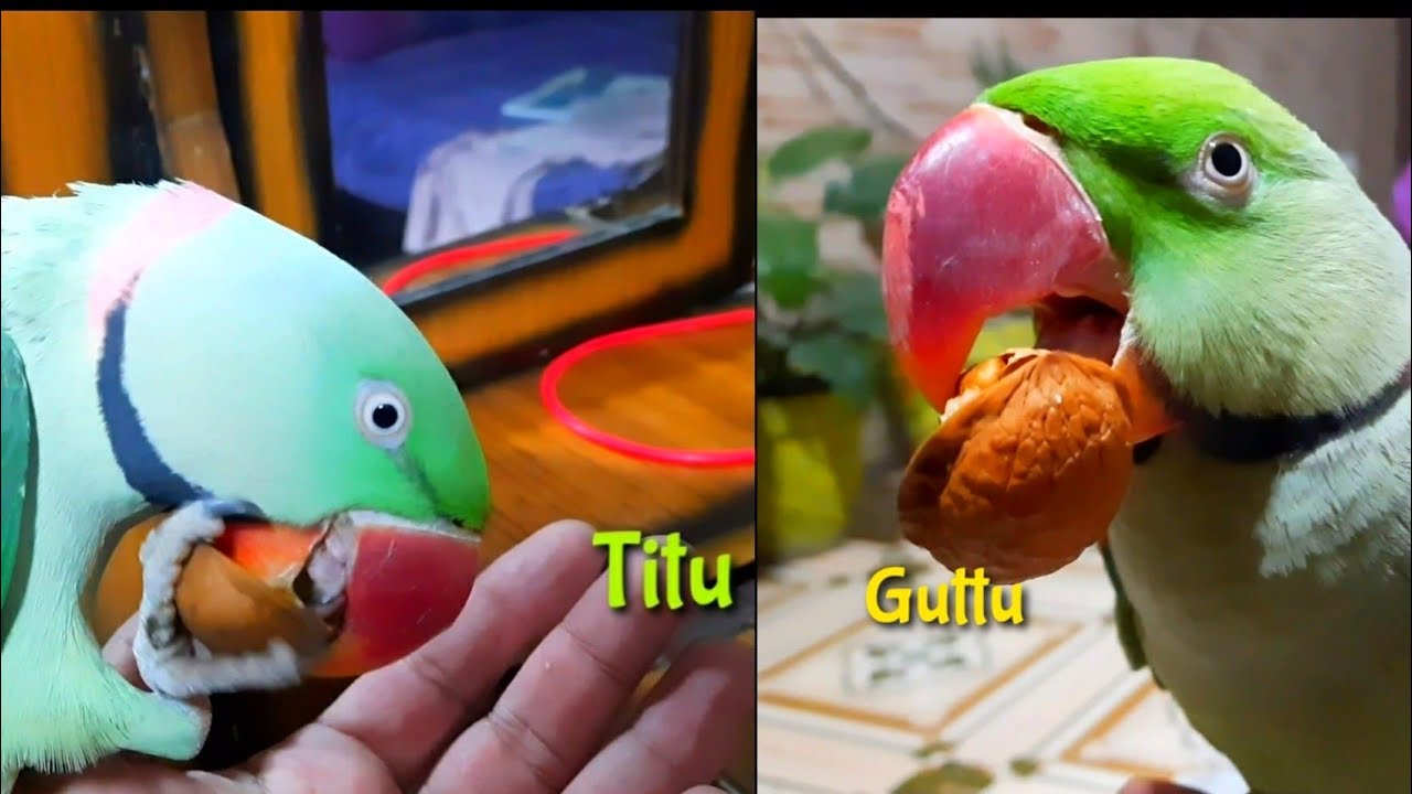 Parrot loves Walnuts walnuts lover parrots YouTube