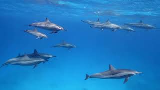Relaxing Dolphins with Calming Music Peaceful Ocean Background for Sleep, Study, Focus & Relaxation screenshot 5