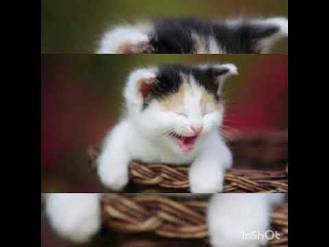  kucing  lucu  dan  imut  YouTube