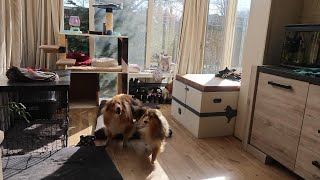 Shetland Sheepdogs Craziness by Lovin' Mystery 400 views 1 month ago 10 minutes, 53 seconds