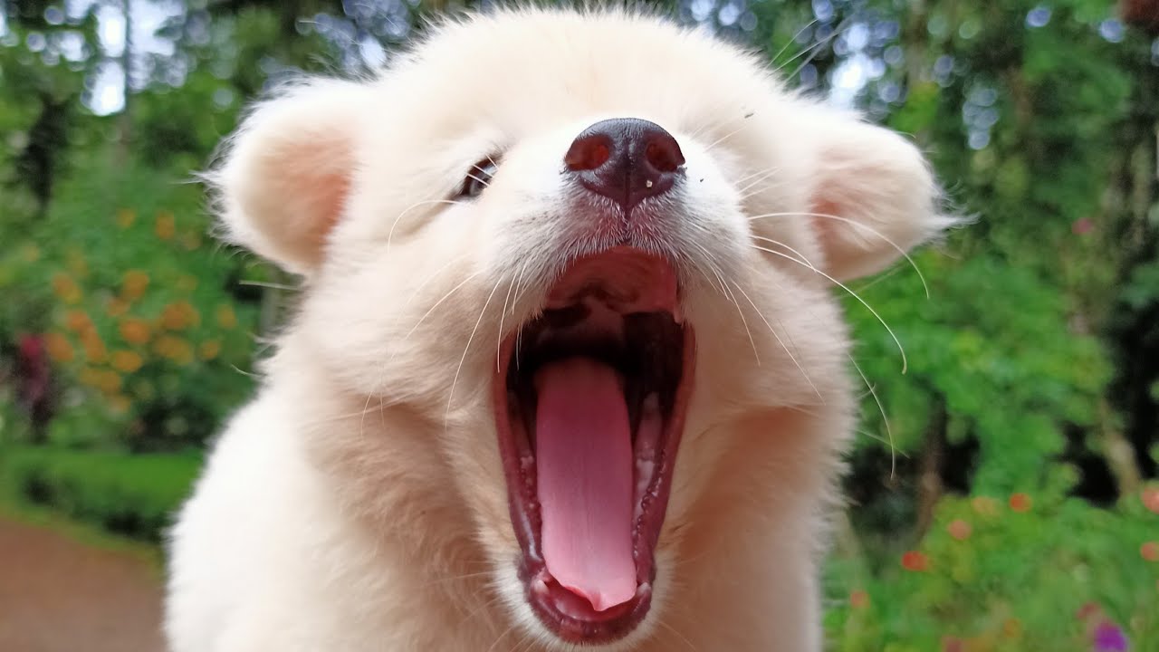 Indian spitz || playing 2 month old pomeranian puppies - YouTube Newborn Pomeranian