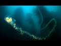 Сифонофоры - мистические гиганты морских глубин