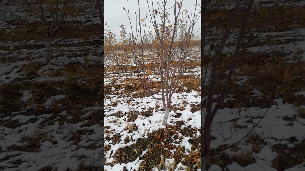 Формирование кроны яблоневого сада, 4 года, Алматинская область, ноябрь 2020 г. Екатерина  #1