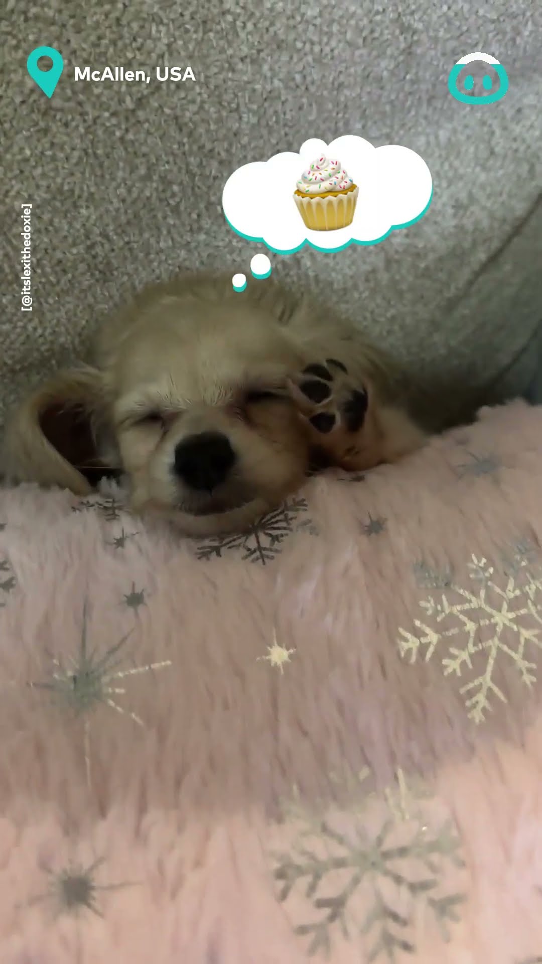 Tiny Pup’s Cozy Pillow Nap || ViralHog