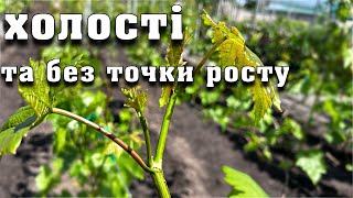 Що робити з ХОЛОСТИМИ, РОЗДВОЄНИМИ та пагонами БЕЗ ТОЧКИ РОСТУ