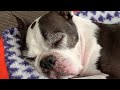 Sleepless Boston Terrier Episode 6