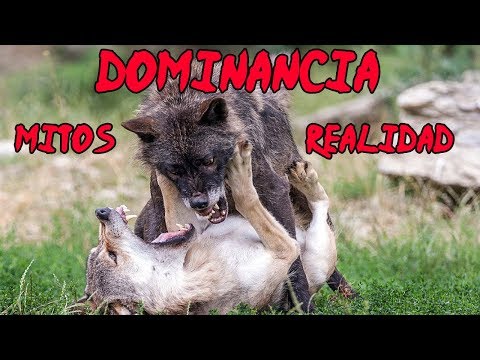 Video: ¿Es su perro dominante o sumiso?