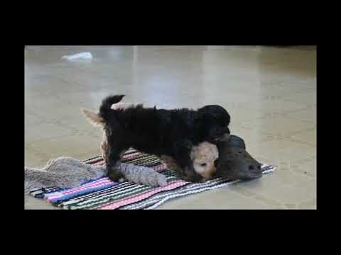 greenfield puppies teddy bear