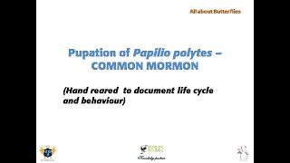 Mormon Pupation
