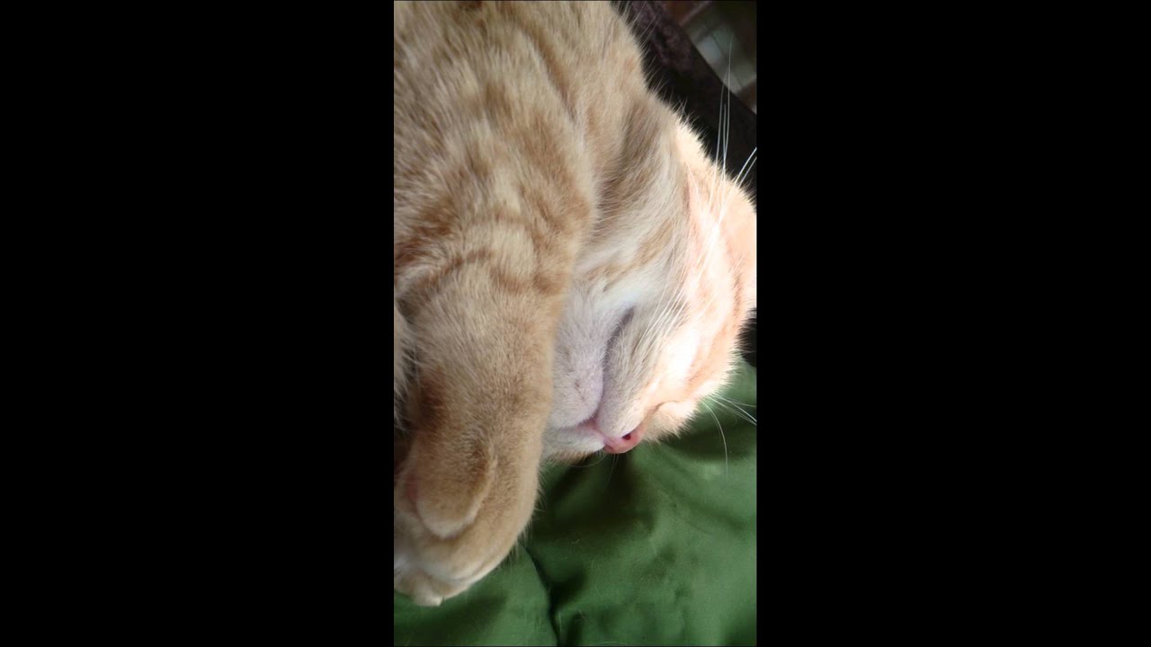 かわいいネコの寝息 猫 ねこ まんちかん Youtube かわいいネコの寝息 猫 ねこ まんちかん Youtube