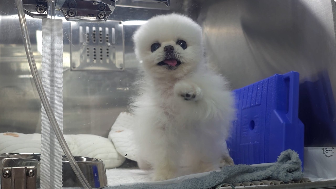 Понки госпитализировали :'( И она самая громкая из всех в ветеринарной клинике!