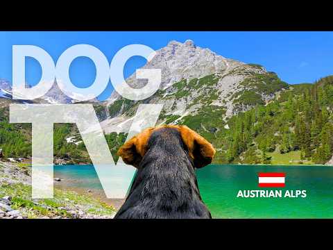TheDogCam | 10hrs of Mountain Lake Virtual Dog Walks in The Austrian Alps 🐾⛰️ Dog POV