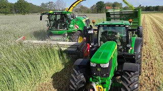 Roggen mähen &amp; häckseln mit Feldhäcksler &amp; Traktoren grass harvest Getreideernte 2023 Landwirtschaft
