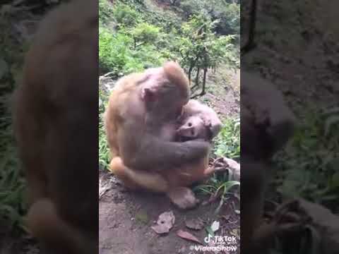 القرد فى عين امه غزال