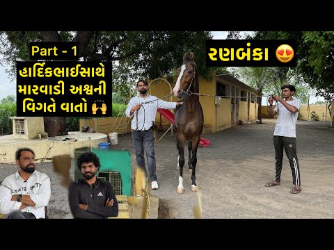 મારવાડી અશ્વની ચર્ચા | Jay Sakariya | Radha Meera Stud Farm | Ranbanka | Marwari Horse | Horse Info