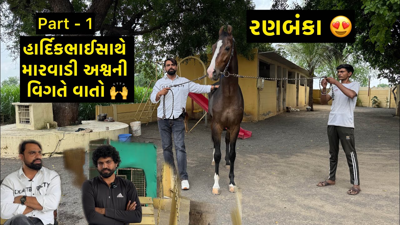 મારવાડી અશ્વની ચર્ચા | Jay Sakariya | Radha Meera Stud Farm | Ranbanka | Marwari Horse | Horse Info 