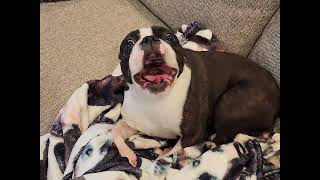 Emotional Song By a Dog by Boston the Boston 1,924 views 3 months ago 24 seconds