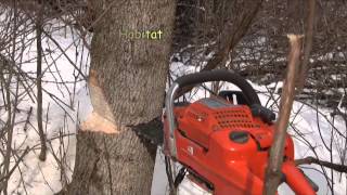 Importance of Holding Wood when Cutting Trees