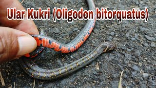 Ular Kukri (Oligodon bitorquatus) Si Mungil Cantik Tak Berbisa Tapi Bergigi Setajam Silet