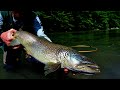 Nymphe  vue truites marmoratas juin 2013  fly fishing in slovenia