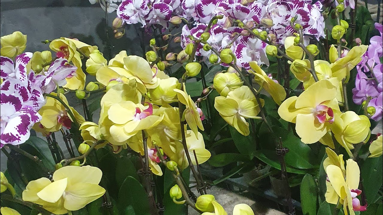 ĐẸP RẺ DÃ MANTỐI 2/2.THANH LIỄU,HỌNG HỒNG,KIỀU TÍM,GÀ,HỒ ĐIỆP,SATO,ĐENRO,SONG (0849490188/0396164604