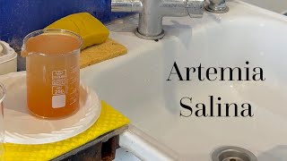 видео: Инкубирование артемии. Корм для малька. картинка: Инкубирование артемии. Корм для малька.