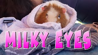 Guinea pig white eyes and what this means by Cavy Central Guinea Pig Rescue with Lyn 2,686 views 1 year ago 5 minutes, 9 seconds