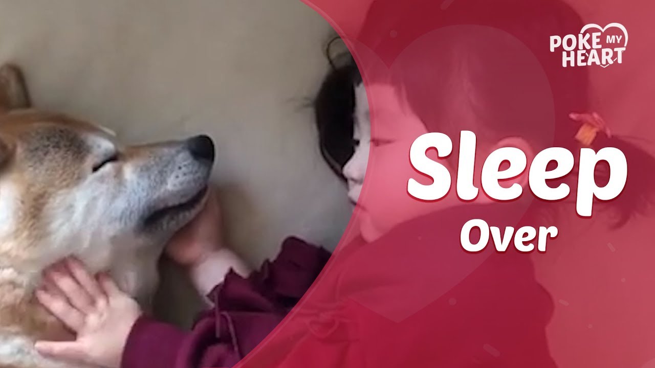 cute videos youtube Adorable Toddler Pets Sleeping Shiba Inu