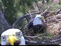 Wildlife Rescue of Dade County Eagle Nest Cam