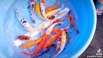 Trại Cá Koi F1 Giá Sỉ Toàn Quốc - Zalo 0921.139.239