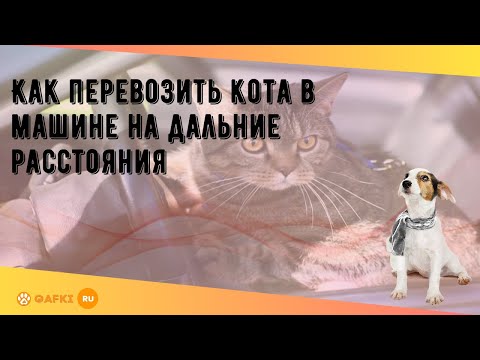 Как перевозить кота в машине на дальние расстояния