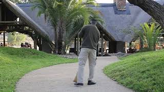 Thornybush Game Lodge Behind-the-Scenes: Crafting a Luxury Morning Experience