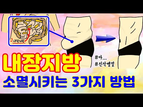 신체장기에 가득 쌓인 내장지방 빼는 방법 3가지 뱃살빼기