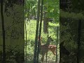 #Deer
