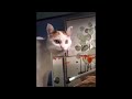 Super Funny Cat & Dog Videos 08