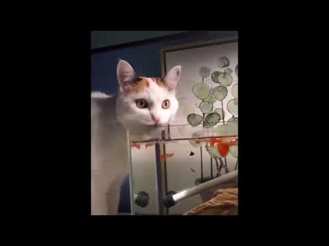 Super Funny Cat & Dog Videos 08