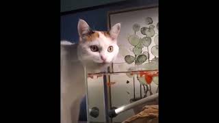 Super Funny Cat &amp; Dog Videos 08