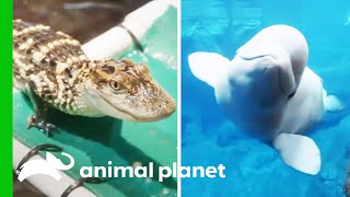 Puffin Nesting Season, Training Baby Alligators, And More! | The Aquarium | Compilation