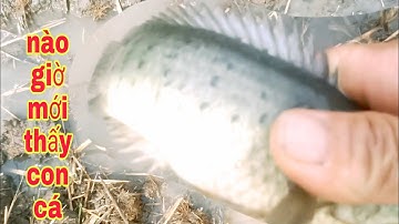 DẦM MƯA BẮT CÁ LÊN RUỘNG DÍNH TOÀN CÁ RÔ NÁY| Phúc TV 84/catch fish