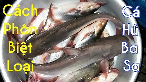 Cách Phân Biệt Cá Hú Cá Ba Sa / Sông Nước Miền Tây / Kiềm Rapper #78