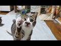 孔雀の羽根で遊ぶ猫がかわいい♥かわいい猫パンチ【リキちゃんねる　猫動画】 キジトラ 猫のいる暮らし
