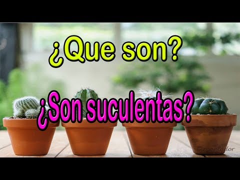 Vídeo: Per Què és Perillós Un Cactus?