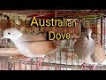 Australiyan Dove bath/ অস্ট্রেলিয়ান ঘুঘু পাখি